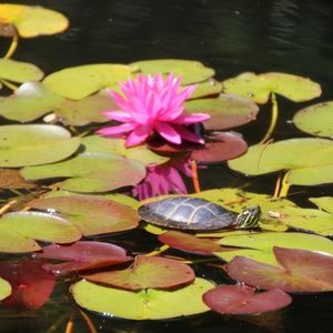 Meet your Posher, Susan